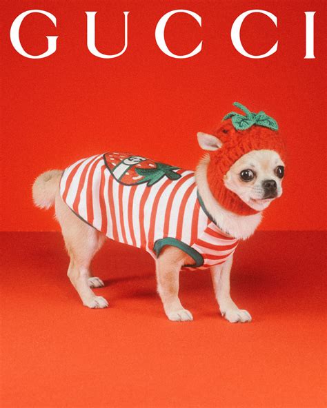 gucci strawberry dog hat|gucci dog coats.